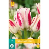 Tulp candy club 7 bollen - thumbnail