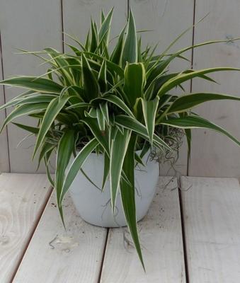 Chlorophytum in witte pot 25 cm Warentuin Natuurlijk - Warentuin natuurlijk