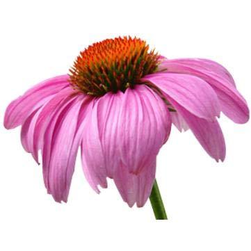 Lavera Lavera Tandpasta Toothpaste/complete Fluoride Free En-it (75ml) Lavera Lavera Tandpasta Toothpaste/complete Fluoride Free En-it (75ml)