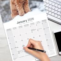 Labradoodle Kalender 2026 - thumbnail