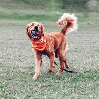 Chuckit ultra squeaker bal - thumbnail