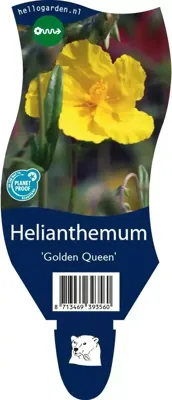 Helianthemum Golden Queen vaste plant Griffioen - Griffioen