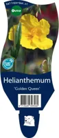 Helianthemum Golden Queen vaste plant Griffioen - Griffioen - thumbnail