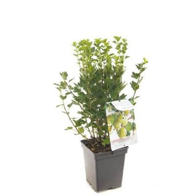 Ribes uva-crispa Hinnonmaki Gron Gele kruisbes fruitplant Fruithof - Fruithof
