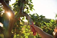 WOLF-Garten multi-star Power Cut Saw 370 Takkenzaag snoeizaag - thumbnail