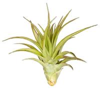 Metazoa Luzerne Brok - thumbnail