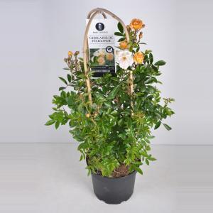 Rambler klimroos (rosa "Ghislaine de Feligonde") - C7.5 - 1 stuks