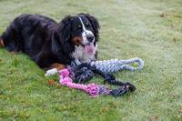 Trixie flostouw 3 knoop assorti - thumbnail