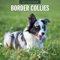 Border Collie Kalender 2027 - thumbnail