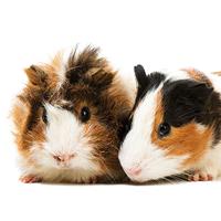 Beaphar Vitamine C - 180 st - thumbnail