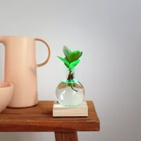 Clusia Rosea Lichtplantje Multicolour - thumbnail