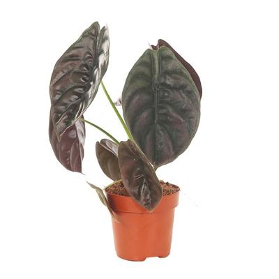 Alocasia Red Secret (cuprea) - P 12 cm