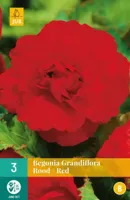 Begonia grandiflora rood - thumbnail