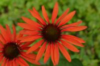 Zonnehoed - thumbnail