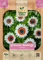 Afrikaans madeliefje zulu prince 40st - thumbnail