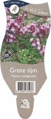 Grote tijm vaste plant Griffioen - Griffioen