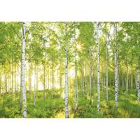 Komar Home; Komar Colours Fotobehang Sunday - 8-519 - thumbnail