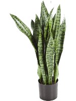 Kunstplant Sansevieria L - thumbnail