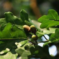 Kunst Eikenboom Deluxe XXl 375cm op stam - thumbnail