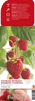 Herfstframboos (rubus idaeus "Himbo Top") fruitplanten