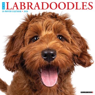 Labradoodle Kalender 2026
