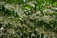 Sneeuwklokjesboom - thumbnail