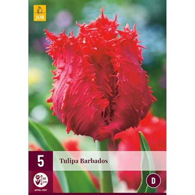 Tulp Barbados 5 bollen