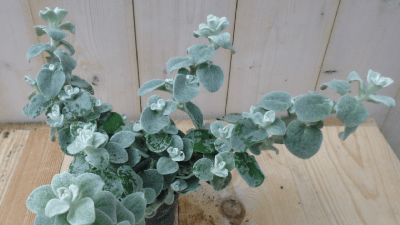 3 stuks! Perkplant Bladhelichrysum Warentuin Natuurlijk - Warentuin natuurlijk