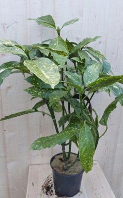 Broodboom Aucuba Japonica 80 cm - 100 cm geelbont Japanse broodboom Warentuin Natuurlijk - Warentuin natuurlijk