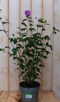 Hibiscus struik Blauw 40 cm Warentuin Natuurlijk - Warentuin natuurlijk