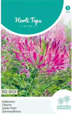 Zaden Cleome Kattensnor Rose Queen Hortitops - Hortitops