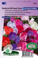 Lathyrus Odoratus zaden Old Sweet Scent reukerwt - thumbnail