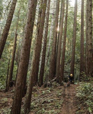 POC vpd system chest - chest protector