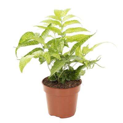 Coniogramme Emeiensis (Golden Zebra) - P 12 cm