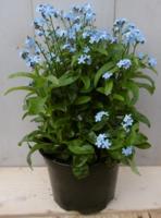 3 stuks! Vergeet-mij-nietje blauw Warentuin Natuurlijk - Warentuin natuurlijk - thumbnail