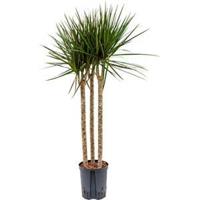Dracaena marginata spider trio 60 hydrocultuur plant - thumbnail