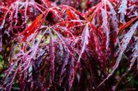 Japanse esdoorn - thumbnail