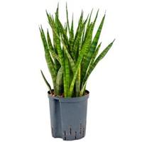 Sansevieria kirkii M hydrocultuur plant - thumbnail