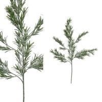 PTMD Twig Plant Podocarpus Kunsttak - 53 x 21 x 97 cm - Groen - thumbnail