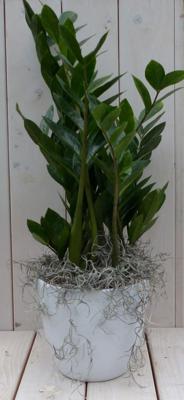 Zamioculcas in witte pot 55 cm Warentuin Natuurlijk - Warentuin natuurlijk