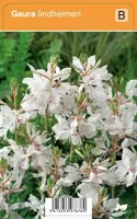 V.I.P.S. Gaura Lindheimeri - prachtkaars P9 - thumbnail