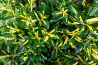 Kardinaalshoed op stam - thumbnail