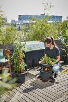 Elho 6872207710000 Deksel aangroeih. SuperXXL transparant, green basics 1 stuk(s) - thumbnail