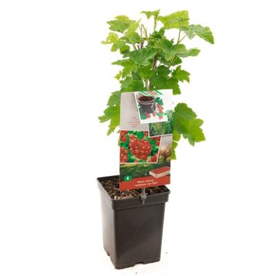 Bessenstruik Ribes rubrum Jonkheer v Tets - Rode bes 18cm Bessenstruik Ribes rubrum Jonkheer v Tets - Rode bes 18cm