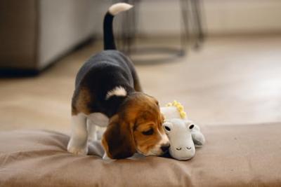 Beeztees Puppy Dinosaurus Vince - Hondenspeelgoed - Groen - 19x14,5x9 cm Beeztees Puppy Dinosaurus Vince - Hondenspeelgoed - Groen - 19x14,5x9 cm