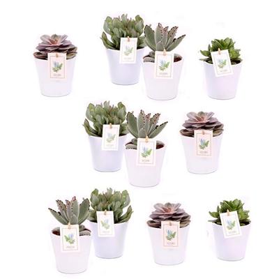 Mini vetplantjes 11-pack (wit sierpotje)