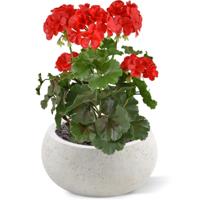 Geranium PL kunstplant 38cm - rood - UV bestendig - thumbnail