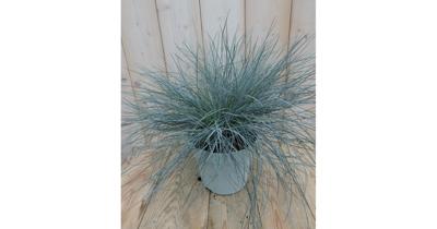 Blauw Schapengras Festuca ovina Warentuin Natuurlijk - Warentuin natuurlijk