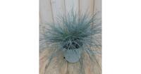 Blauw Schapengras Festuca ovina Warentuin Natuurlijk - Warentuin natuurlijk - thumbnail
