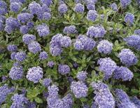 Amerikaanse Sering - thumbnail